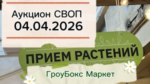 Аукцион со СВОП ГроуБокс маркета 04.04.2026!