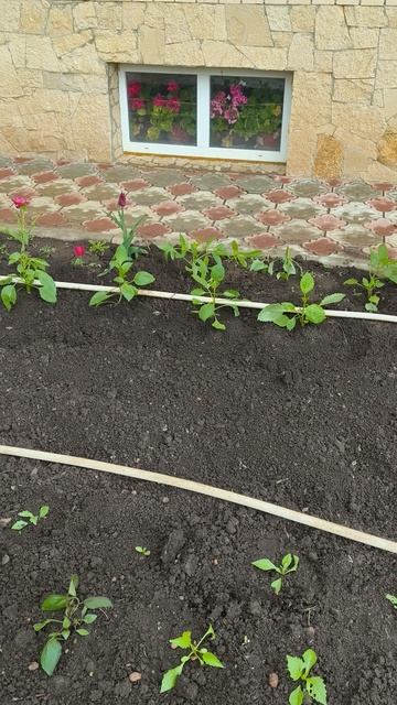 георгины в грунте второй день 23 апреля #теплица #дача #садоводничество #огород #уходзатеплицей