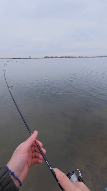ЖЕРЕХ ПОШЕЛ!!!  рыбалка fishing norstream rostov