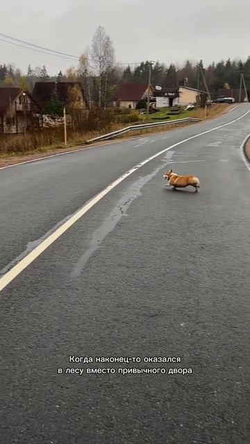 Сразу включается режим турбо Коржа ракета 🚀