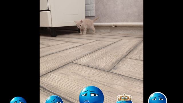 наш домашний кот Компот 