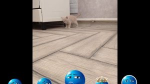 наш домашний кот Компот ))