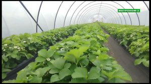 РАЗВИТИЕ ТЕПЛИЧНОГО ХОЗЯЙСТВА КУБАНИ