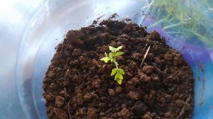 Распаковка, огород и пестики.