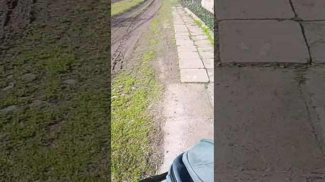 ПАВЛИНЫ В ДЕРЕВНЕ!