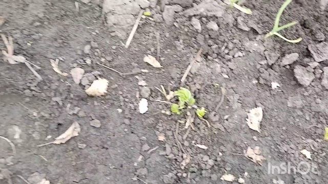 Ребята будут довольны незнаю как с ней разделатьсякак живут в русской деревне...