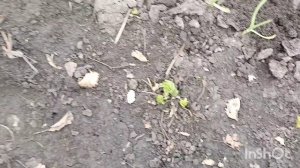 Ребята будут довольны /незнаю как с ней разделаться/как живут в русской деревне...