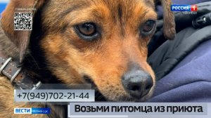 «Возьми питомца из приюта». Собака Лана