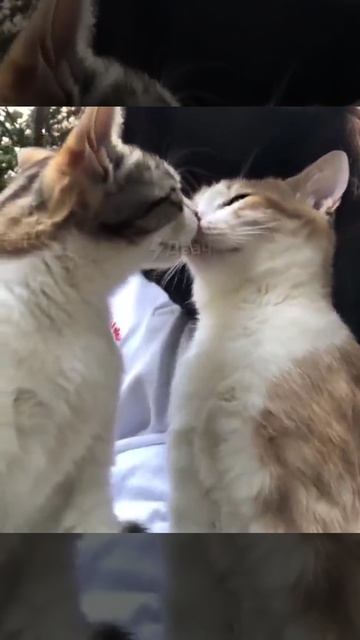 КОШАЧЬЕ СЧАСТЬЕ