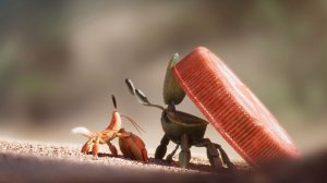 Ракушка - добрый мультик про рака-отшельника