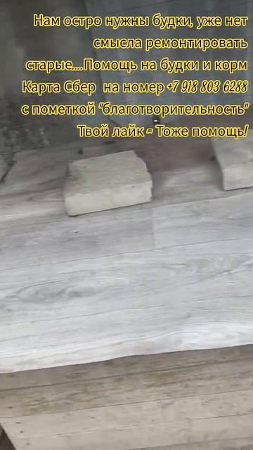 НАС107=106хвостиков  +1человек!