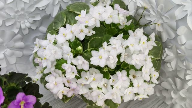 Фиалка LV-Ланселот и Ва-Банк
