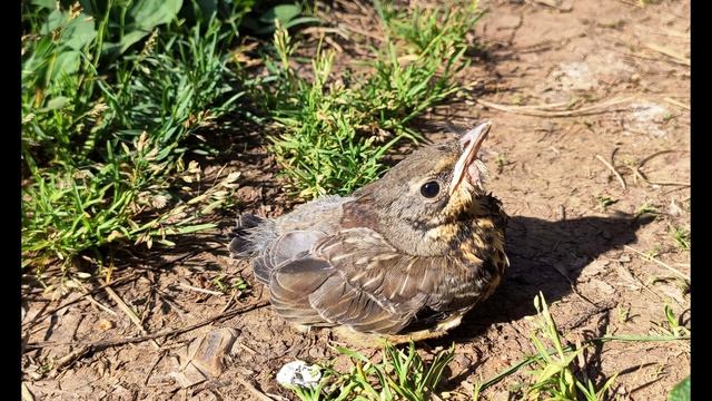 Т. Шорохова. Ангелу-хранителю