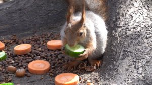 Белки и огурчики. Зарисовка