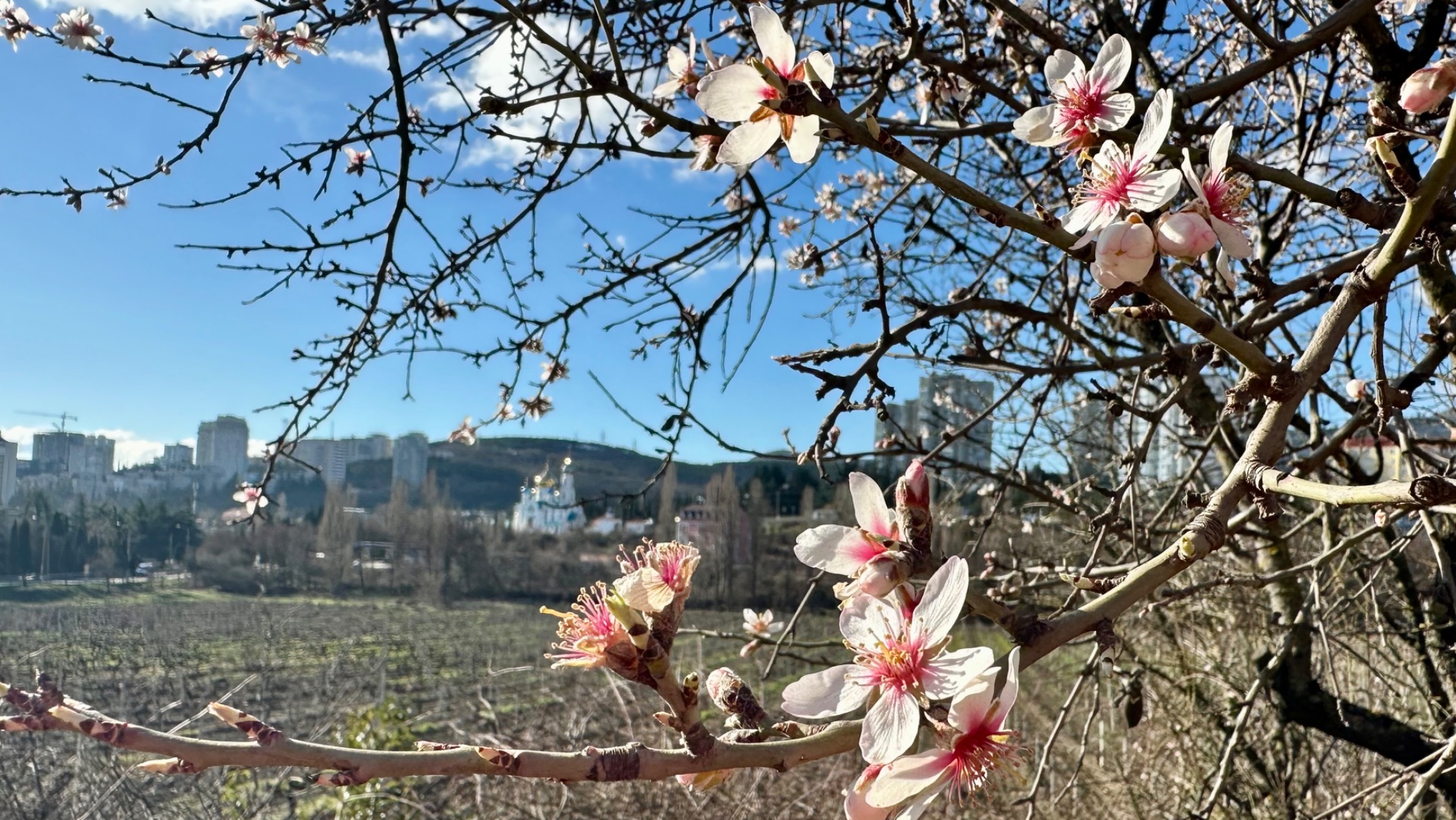 Прогулка по Алуште цветет миндаль Море Приморский парк Крым март 2026
