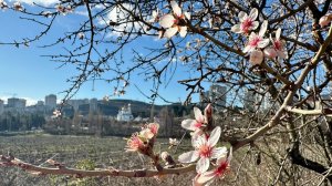 Прогулка по Алуште цветет миндаль Море Приморский парк Крым март 2026