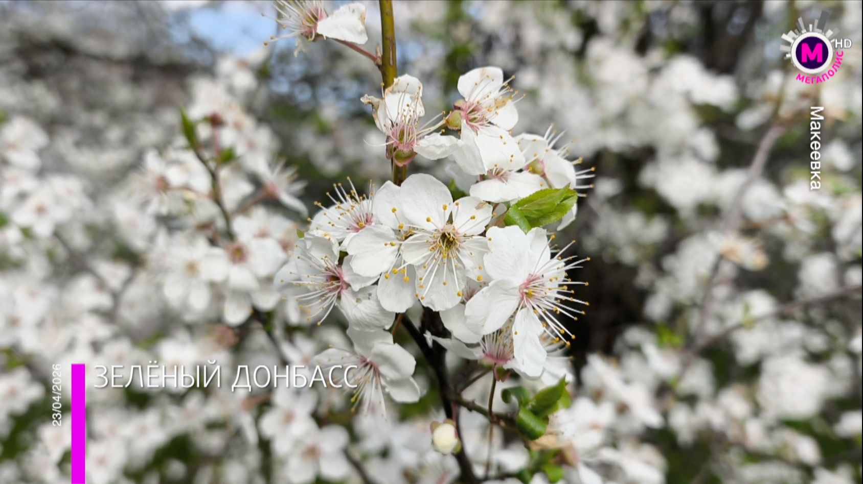 К традиционной акции «Зелёный Донбасс» присоединилась и Макеевка