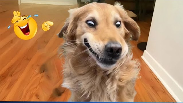 Приколы с животными Смешные видео про животных СМЕШНОЕ ВИДЕО Наши любимые смешные животные