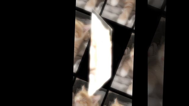 тот самый кот моей двоюродной сестры:это чё я чё ли я такой красивый