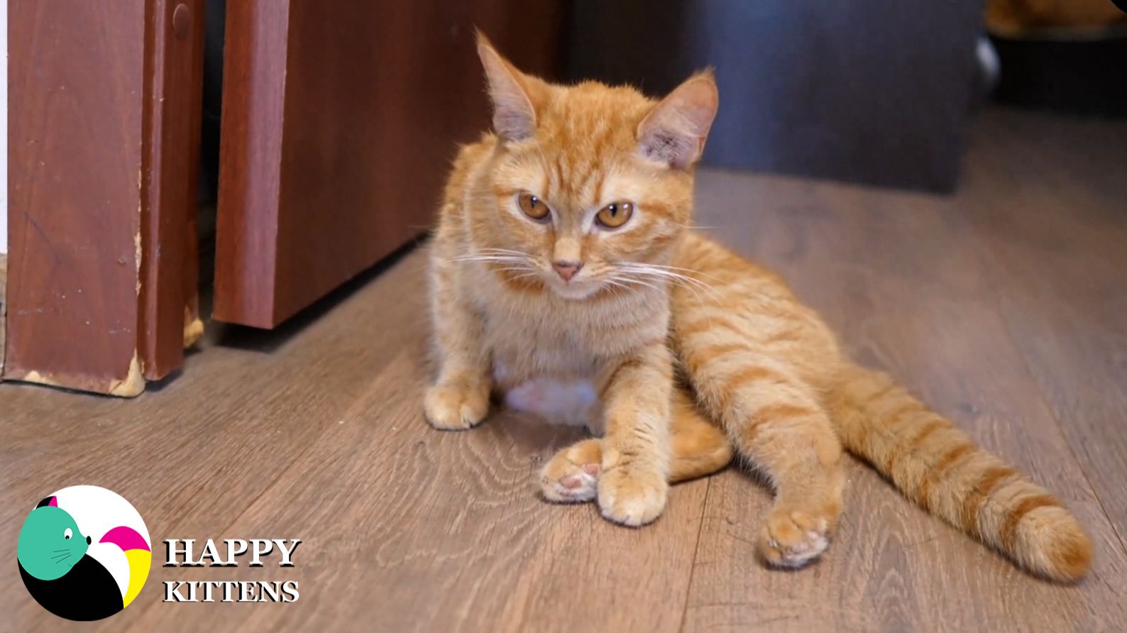 Счастливая семья, котята очень быстро растут.