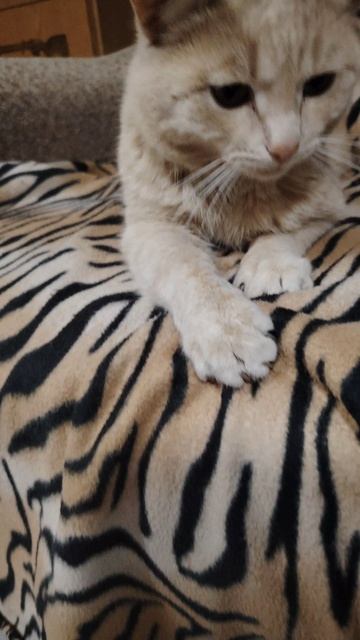 котик с озвучкой🤣