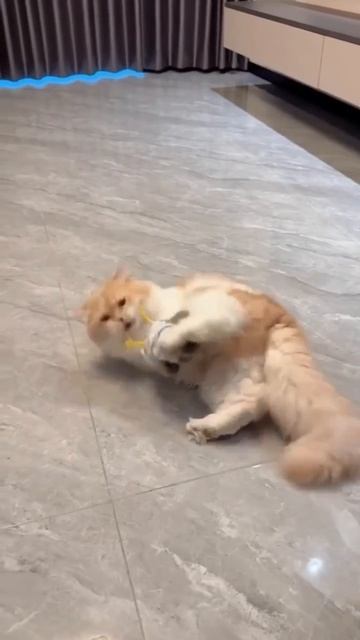 Игрушка для кота