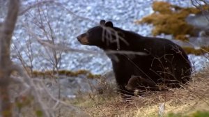 МЕДВЕДИ - ЧТО МЫ О НИХ НЕ ЗНАЕМ? Документальный фильм про медвежий мир от панд до гризли