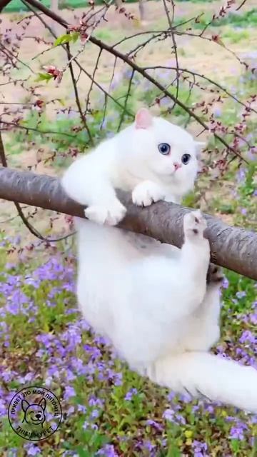 Клип @meowtaverse