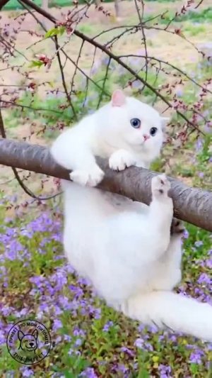 Клип @meowtaverse