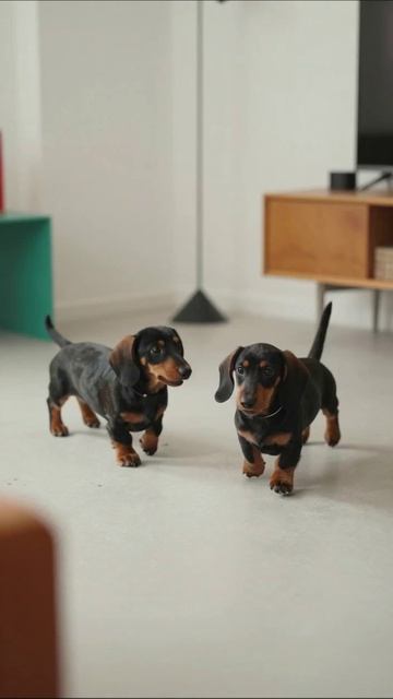 Два очаровательных таксы в доме #такса #собаки #домашниеПитомцы #животные