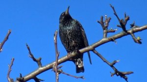 Скворец в дачном саду