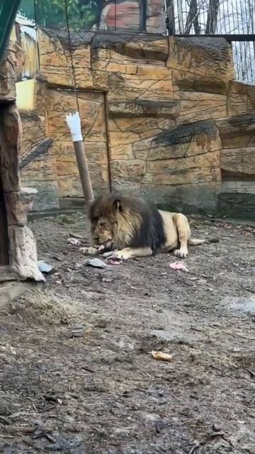 ЦАРСКИЙ ОБЕД: АСЛАН И ТУБУС!