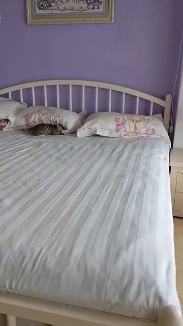 Автор видео: super_cute_cat1