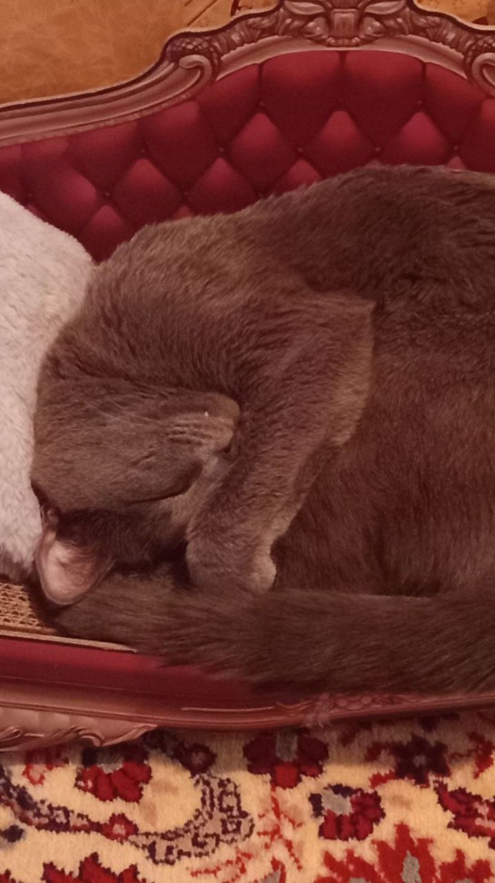 Кот Атос любит спать на своём троне!!! #shorts #котатос #животные #коты #котспит