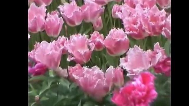 Давайте проще подойдем к любви. Сл., муз. и исп. С.Фрумовича