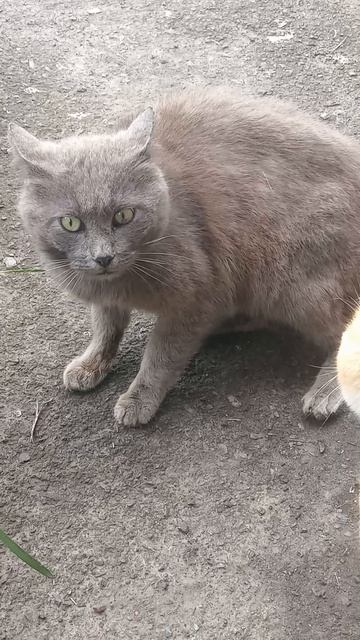 Битва титанов. питомцы коты дворовые коты домашние животные любимые животные кошки.