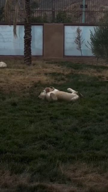 VID_20260423_203856_809.mp4