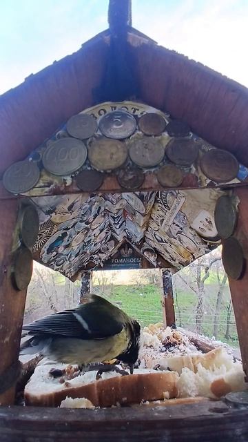 1000016162.mp4Кормушка.23.04.2026г.