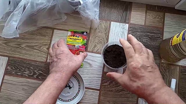 Посев многолетней гвоздики на рассаду