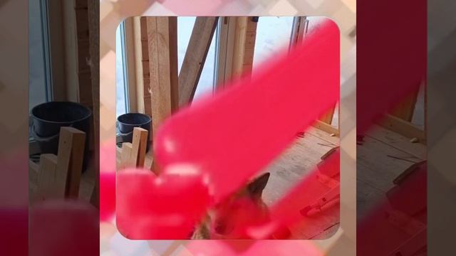 1000056863.mp4 (Собака наблюдает за устройством лестницы на 2-ой этаж в доме А-фрейм)