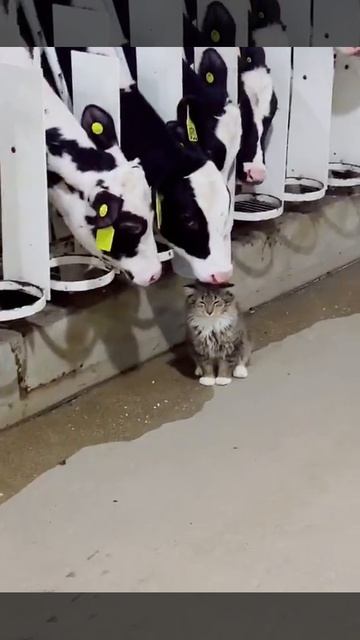 VID_20260421_221337_774.mp4