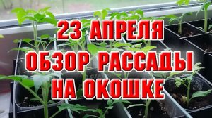 23 апреля. Обзор рассады на окошке
