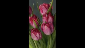 Тюльпаны