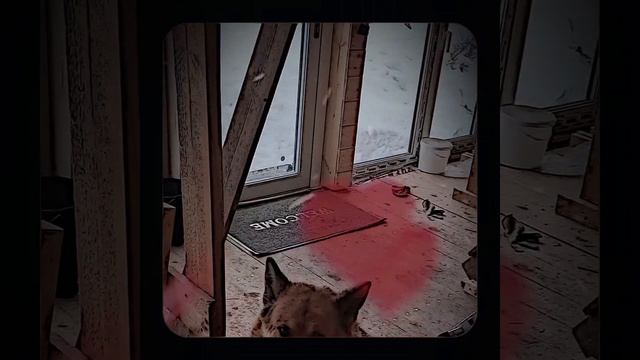 1000056860.mp4 (Собака наблюдает за устройством лестницы на 2-ой этаж в доме А-фрейм)