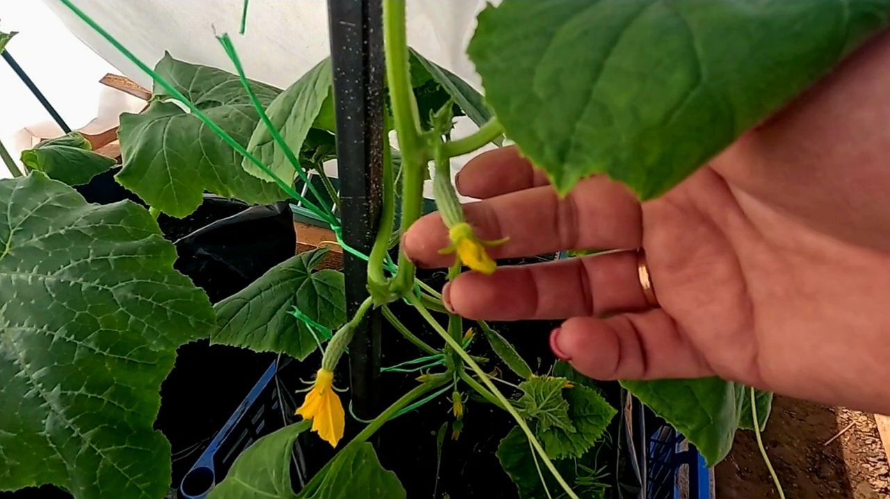 Как собрать БОЛЬШОЙ И РАННИЙ УРОЖАЙ ОГУРЦОВ?! Посеять их правильно!