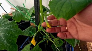 Как собрать БОЛЬШОЙ И РАННИЙ УРОЖАЙ ОГУРЦОВ?! Посеять их правильно!