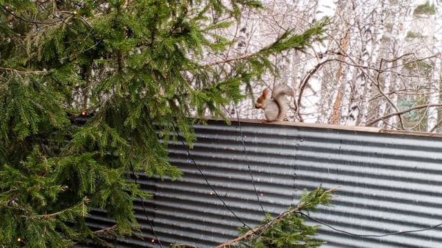 голодные белки