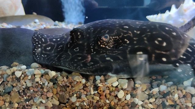 Как думаете, пойдёт на жареху? / Аквариум на работе / Рыба 🐟🐟🐟 скат