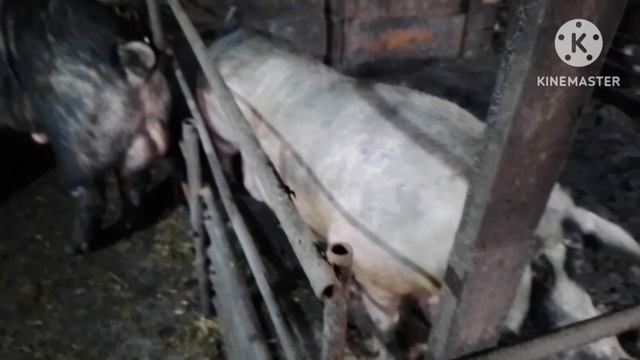 Станок для опороса свиноматок. Как показала практика нужна доработка. Установка отбойников.