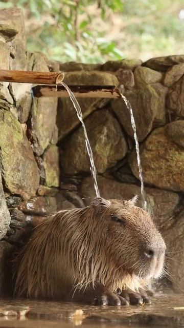 Утренние водные процедуры!